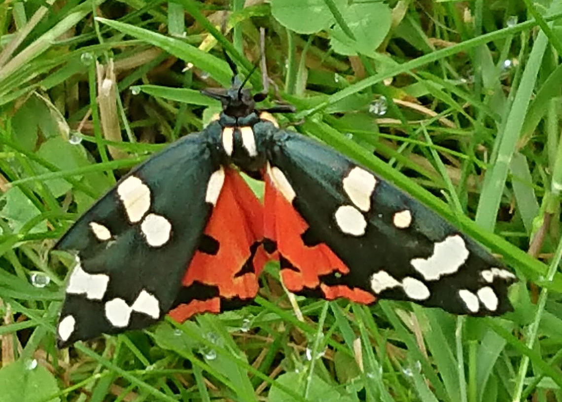Garden Tiger Moth